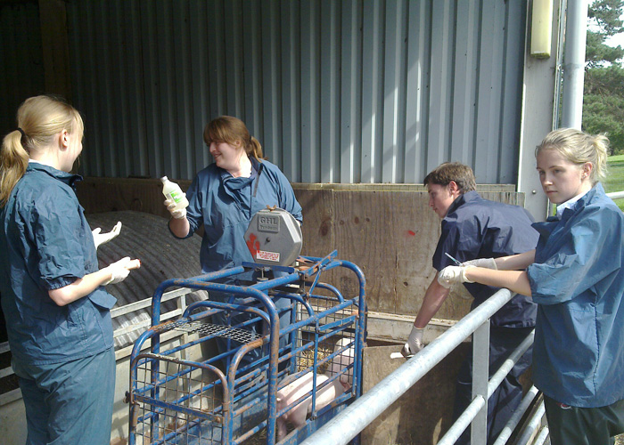 Students working with sheep