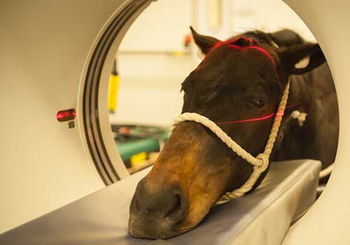 Horse in CT scanner